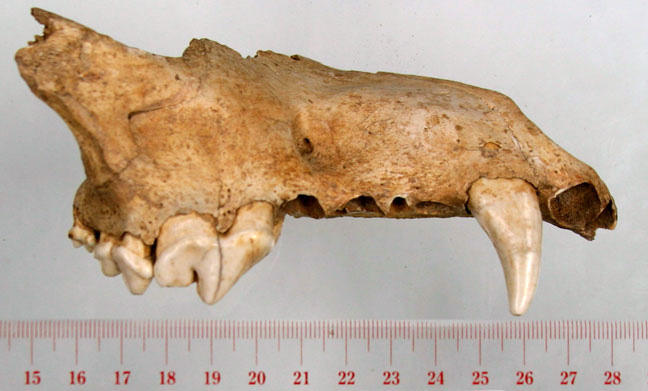 dire wolf skull